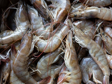 Udang