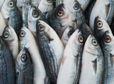 Ikan